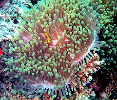 IMG_0885rf_Maldives_Madoogali_Plongee 9_House reef north_Actinie(_Radianthus ritteri